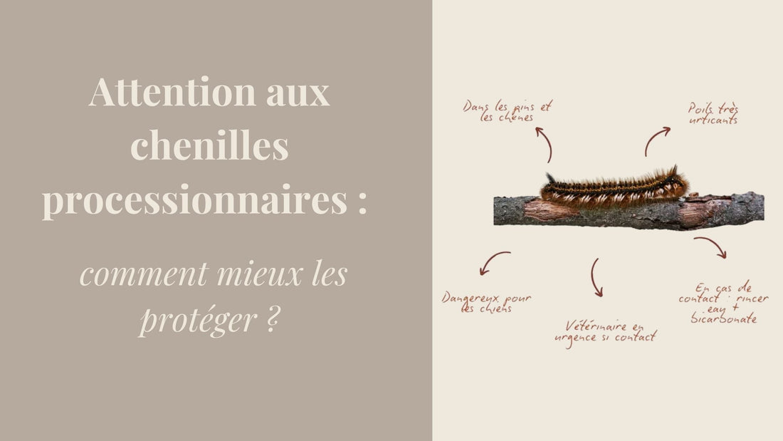 Chenilles processionnaires et chiens : le guide pour les protéger