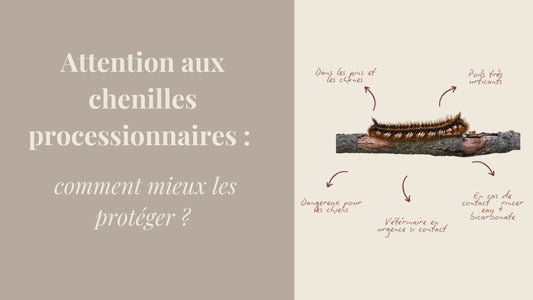 Chenilles processionnaires et chiens : le guide pour les protéger
