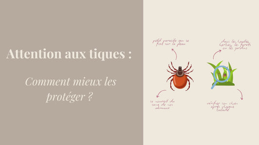 Attention aux tiques : le guide pour protéger votre chien
