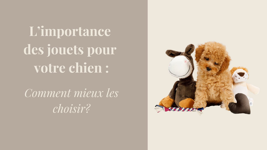 Comment bien choisir les jouets de votre chien ?