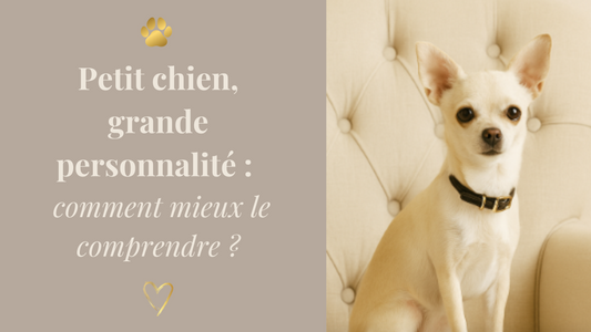 Petit chien, grande personnalité : comment mieux le comprendre ?