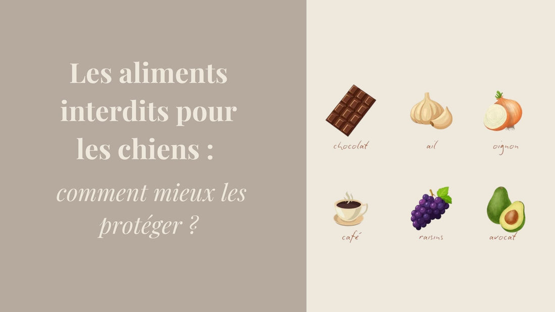 Aliments interdits pour les chiens : le guide pour les protéger