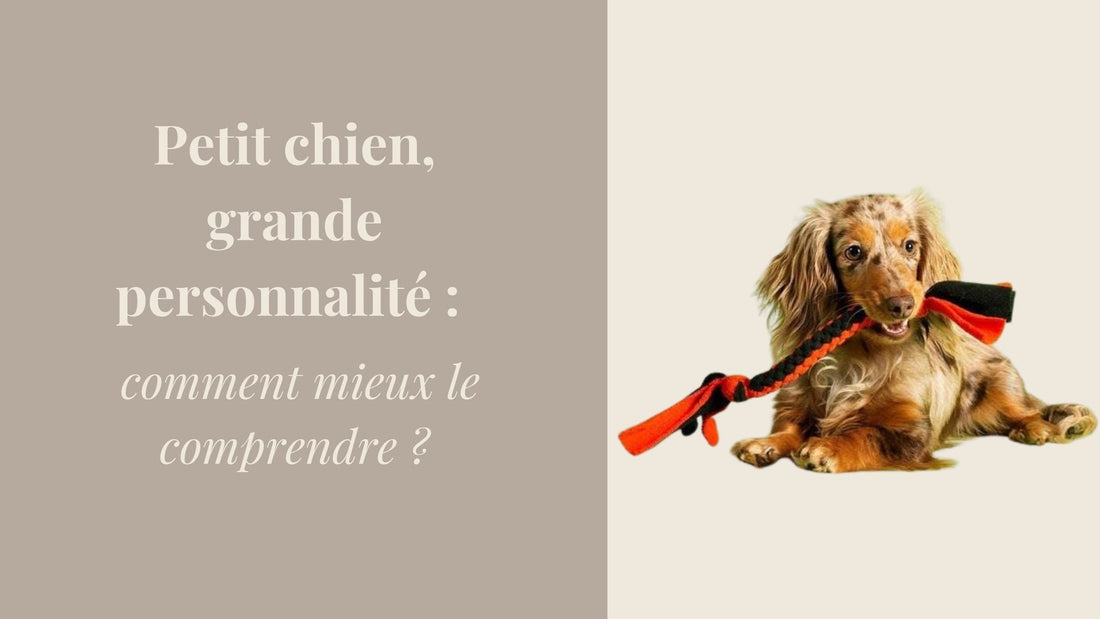 Petit chien, grande personnalité : comment mieux le comprendre ?