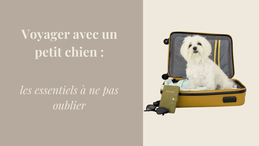 Voyager avec un petit chien : les essentiels à ne pas oublier.