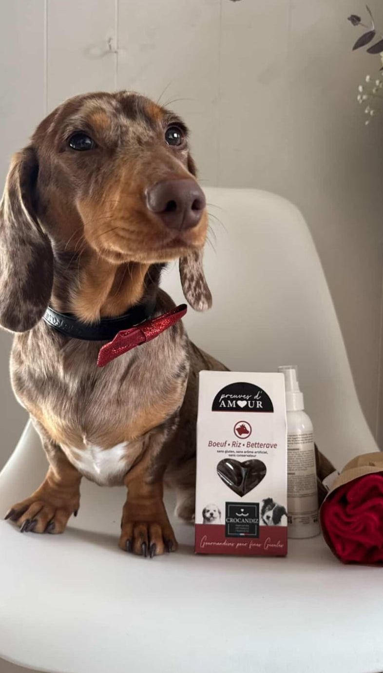 Box pour chien, livraison mensuelle, contenant 5 produits, spéciale petits chiens: spitz nains, chihuahua, teckel nain, bichon, york shire, cavalier king charles