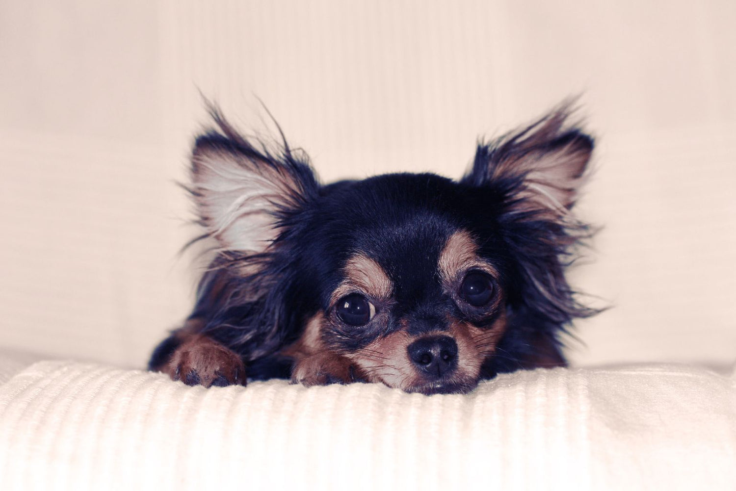 box mensuelle pour chien comme chihuahua, teckel nain, loulou de pomeranie, spitz nain, cavalier king charles. 5 produits livraison mensuelle