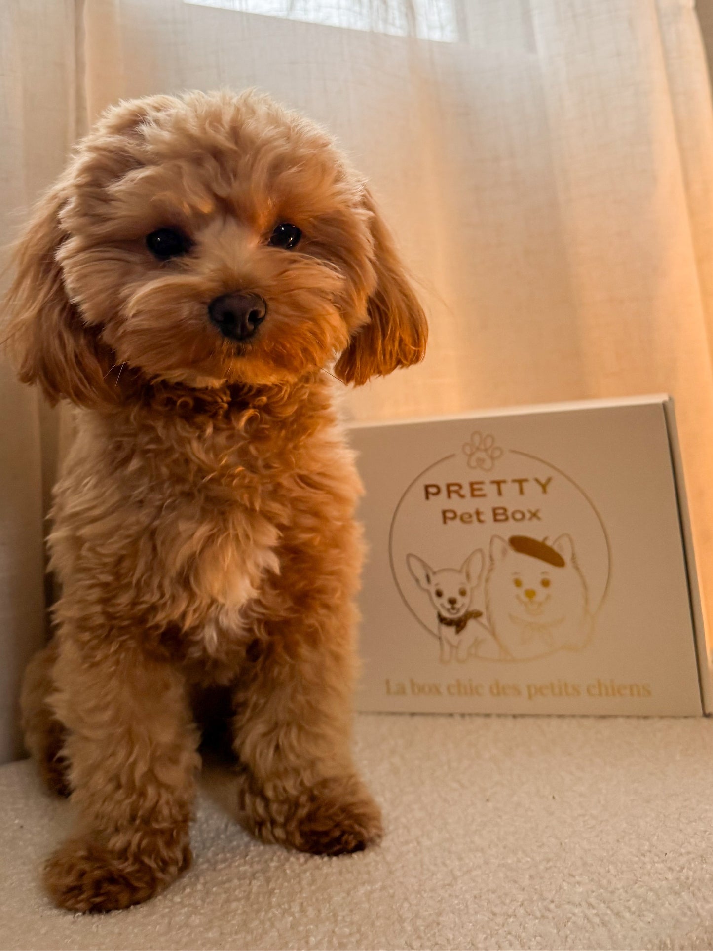 Cadeau pour chien. Un coffret mensuel contenant 5 produits sélectionnés avec amour, jouet, friandise, accessoire, soin et surprise.