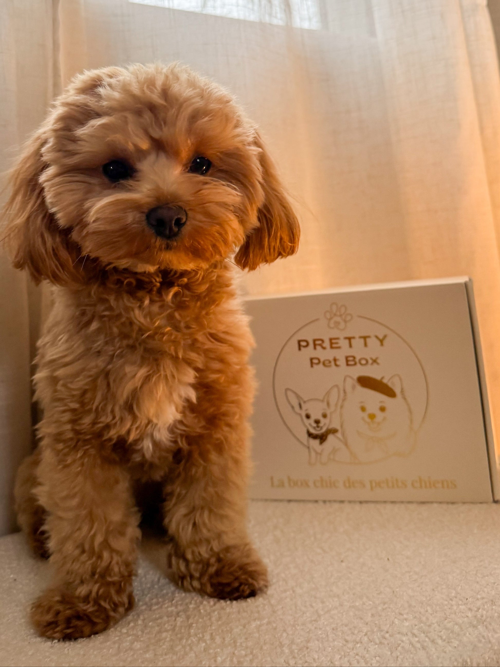Cadeau pour chien. Un coffret mensuel contenant 5 produits sélectionnés avec amour, jouet, friandise, accessoire, soin et surprise.
