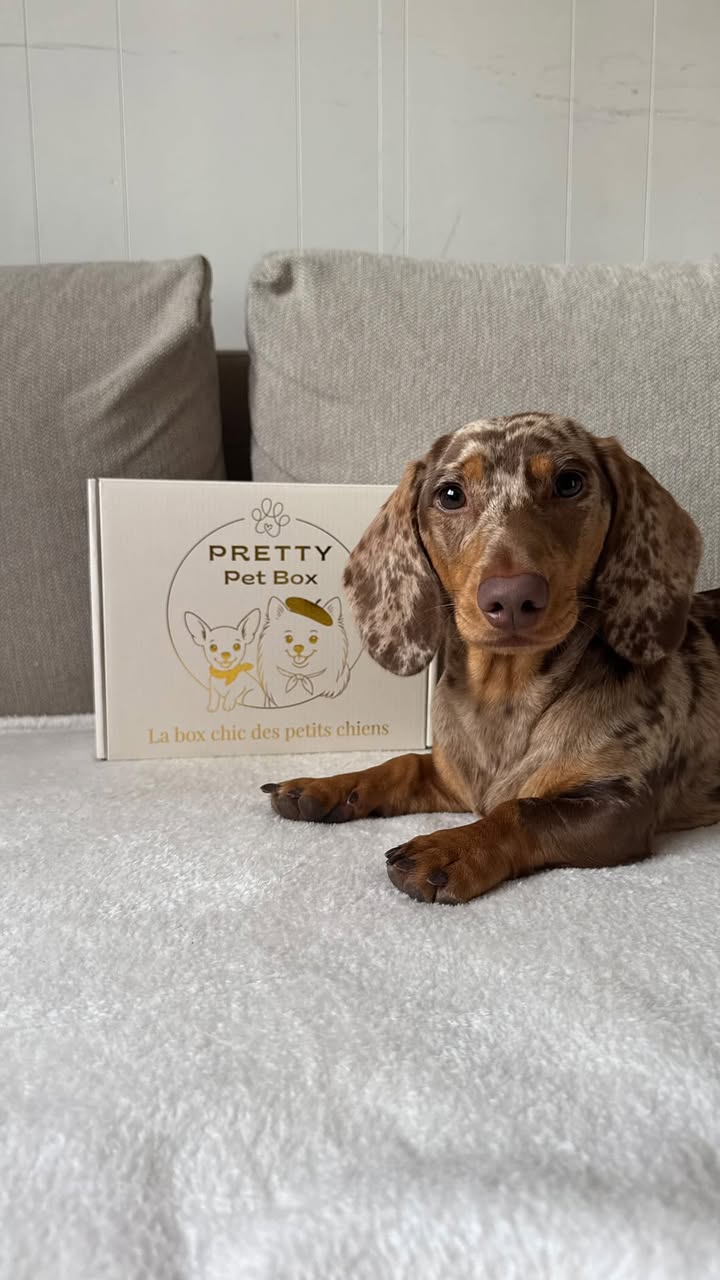 Box pour chien, livraison mensuelle, contenant 5 produits, spéciale petits chiens: spitz nains, chihuahua, teckel nain, bichon, york shire, cavalier king charles