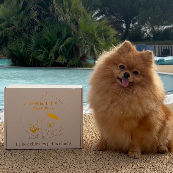 Cadeau pour petit chien, spitz, chihuahua, yorshire, teckel, pomski.  Coffret friandise, hygiène, soin, accessoire, surprise. Coffret chic mensuel par abonnement pour loulou de pomeranie, cavalier king charles, pomski.