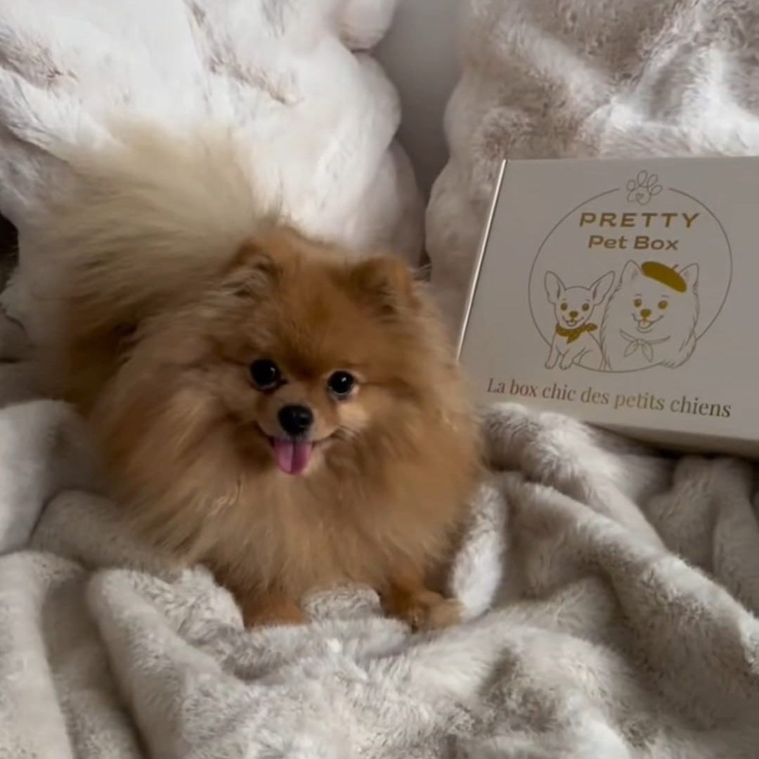 Coffret cadeau pour petit chien, spitz, teckel, chihuahua sous forme de box mensuelle contenant 5 produits, friandise, accessoire, jouet, surprise et soin