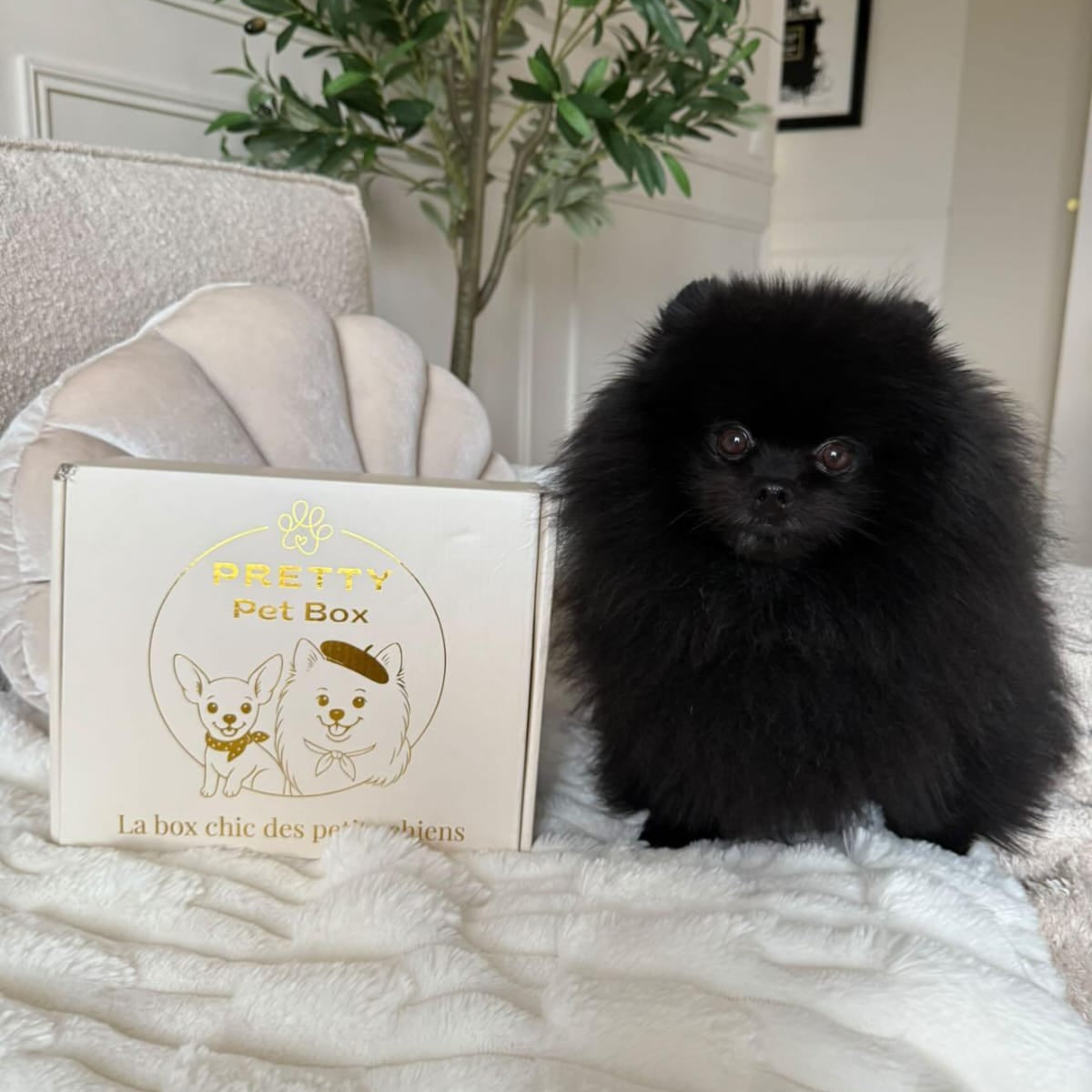 Coffret pour petit chien, spitz, chihuahua, yorshire, teckel, pomski.  Coffret friandise, hygiène, soin, accessoire, surprise. Cadeau chic mensuel par abonnement pour faire plaisir à son petit chien