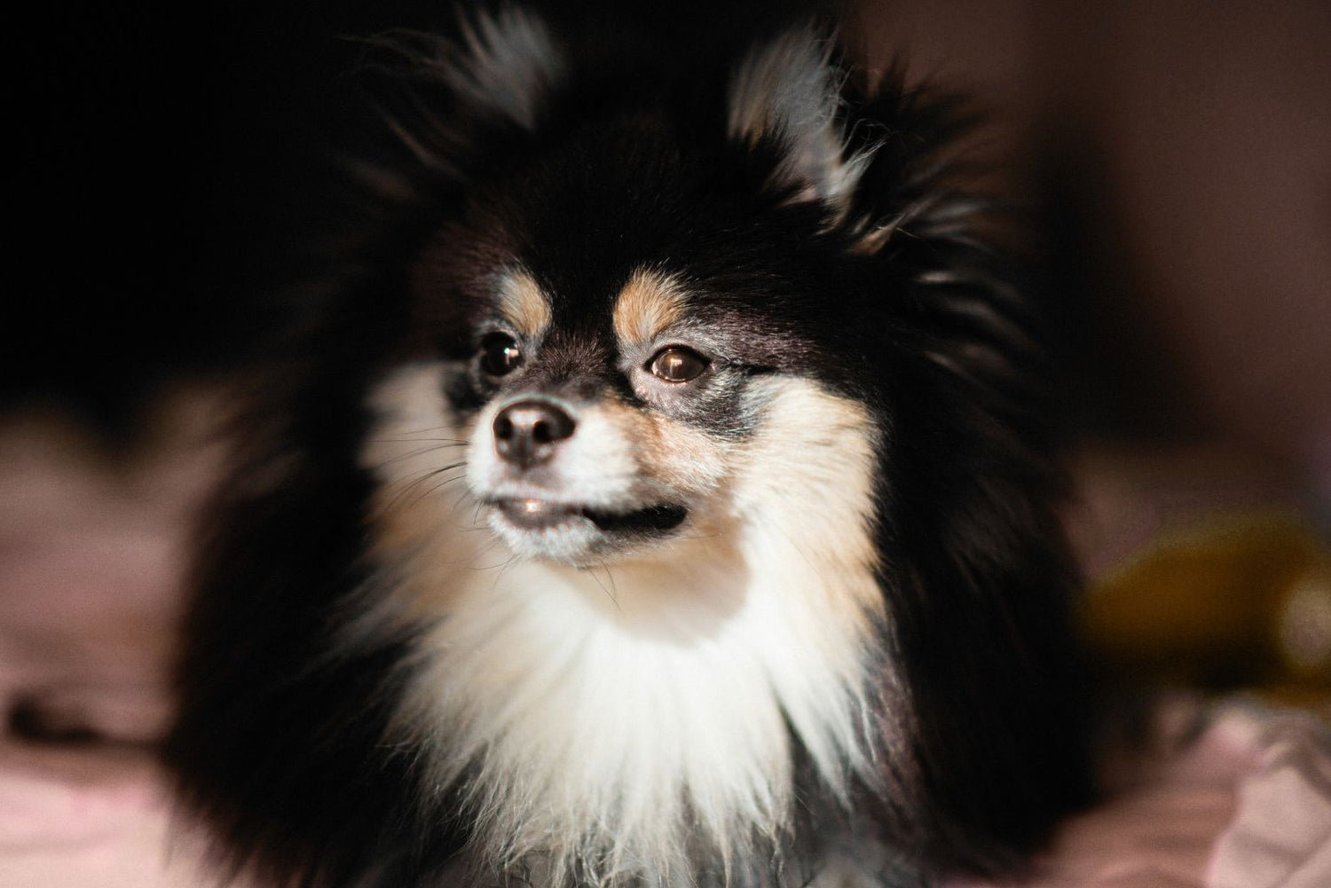 Coffret cadeau pour chien comme spitz, chihuahua, cavalier king charles, teckel nain, bichon. Contenant 5 produit. Livraison mensuelle.